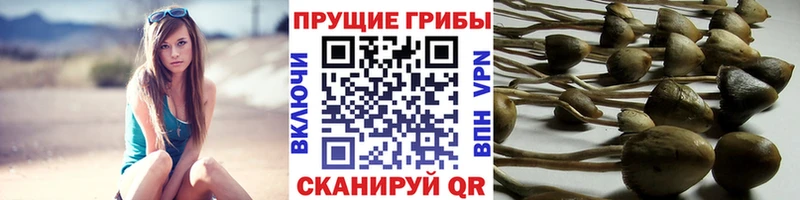 Галлюциногенные грибы Psilocybe  Ливны 